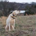 Your Dog's Memories Are Fleeting But Protection Isn't With This Natural Flea Collar for Dogs