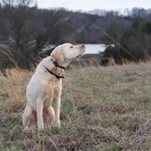 Your Dog's Memories Are Fleeting But Protection Isn't With This Natural Flea Collar for Dogs