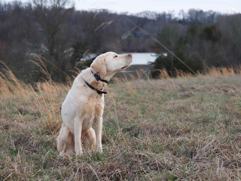Your Dog's Memories Are Fleeting But Protection Isn't With This Natural Flea Collar for Dogs