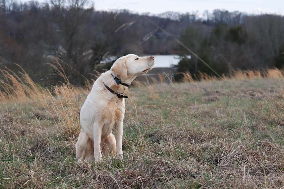 Your Dog's Memories Are Fleeting But Protection Isn't With This Natural Flea Collar for Dogs