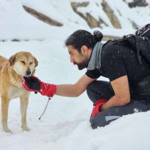 Reconnect with Your Dog A Natural Flea Collar for Dogs That Stops The Silent Drift