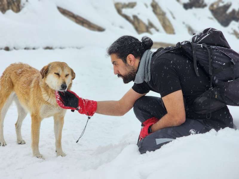 Reconnect with Your Dog A Natural Flea Collar for Dogs That Stops The Silent Drift
