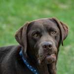 Your Dog's Senses Are the Key to Natural Flea Control