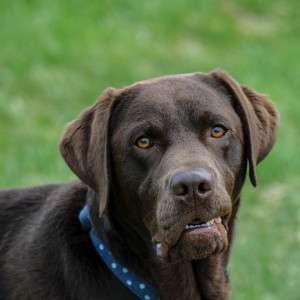Your Dog's Senses Are the Key to Natural Flea Control