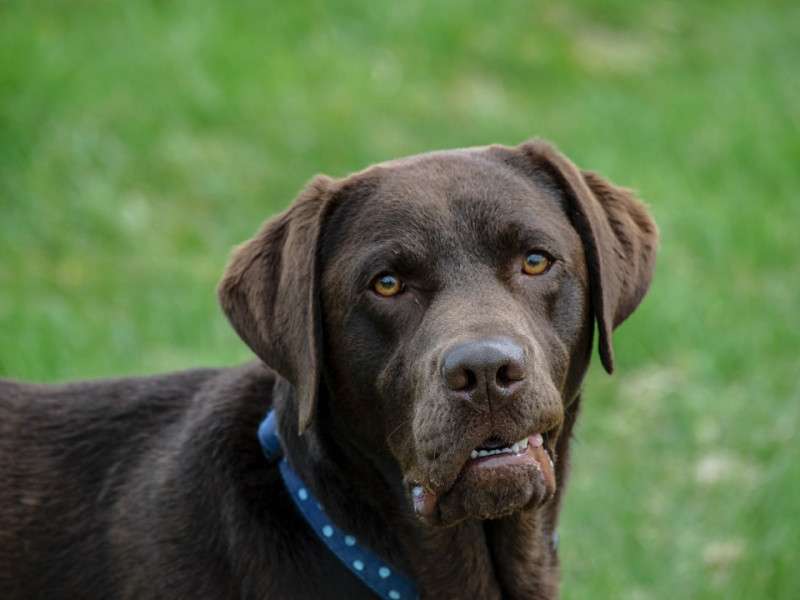 Your Dog's Senses Are the Key to Natural Flea Control