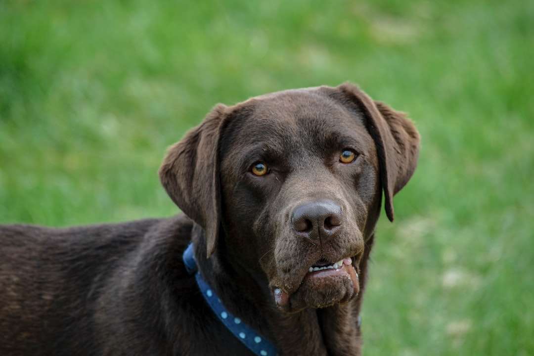 Your Dog's Senses Are the Key to Natural Flea Control
