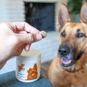 Find Your Dog's Calm with a Natural Flea Collar for Dogs
