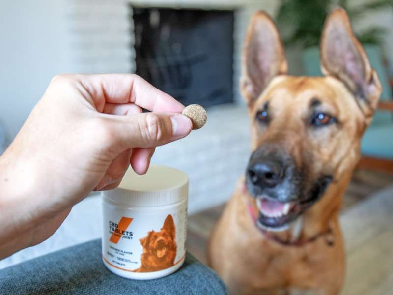 Find Your Dog's Calm with a Natural Flea Collar for Dogs
