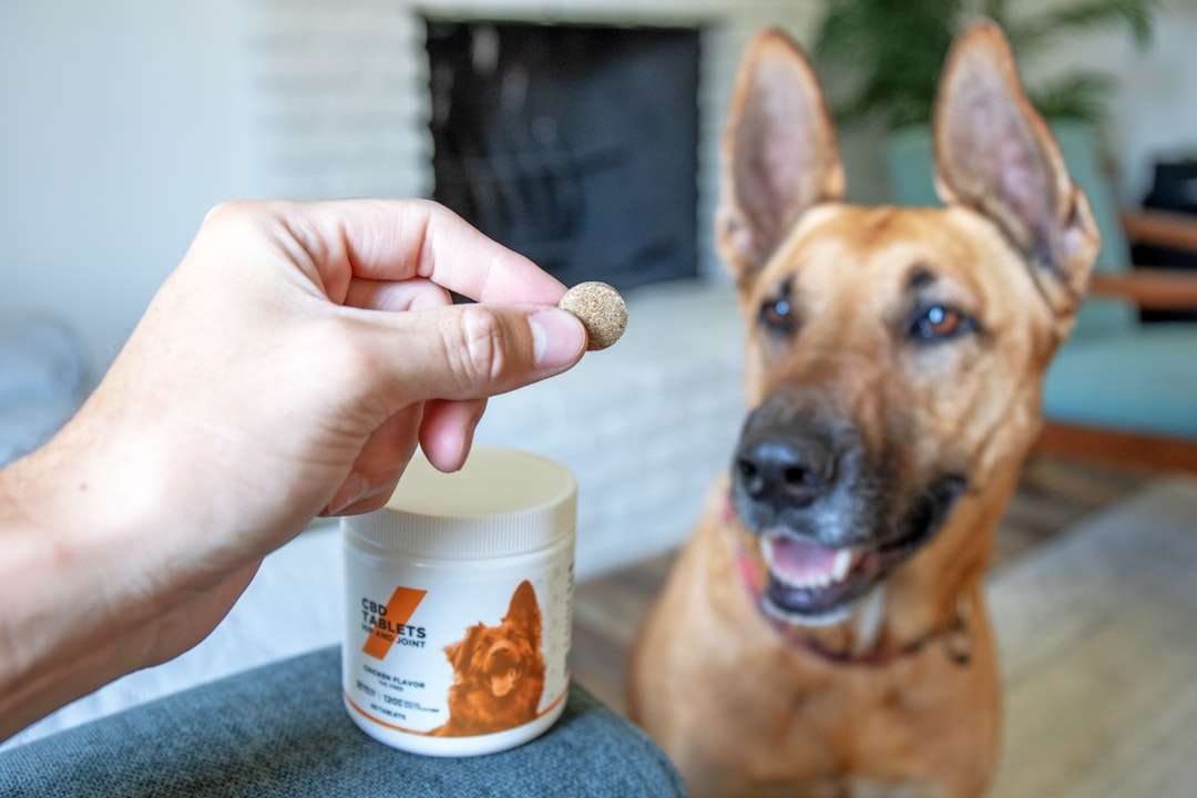 Find Your Dog's Calm with a Natural Flea Collar for Dogs