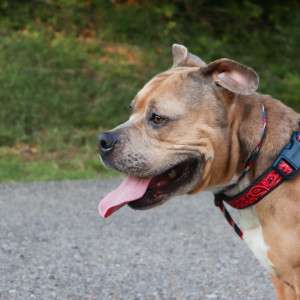Reclaim Your Dog's Calm With a Natural Flea Collar For Dogs