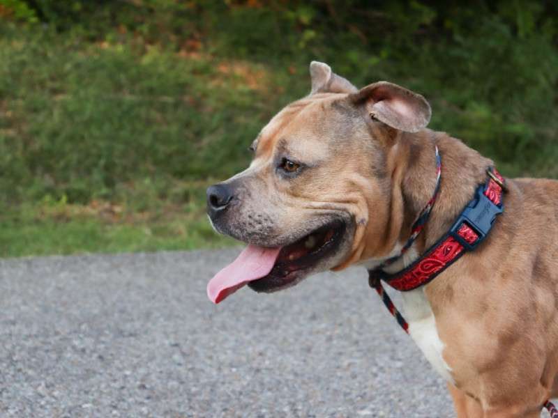 Reclaim Your Dog's Calm With a Natural Flea Collar For Dogs