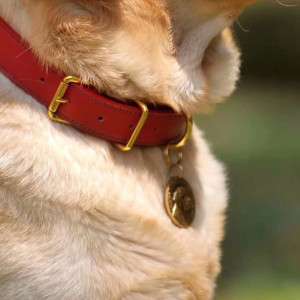 Natural Flea Collar for Dogs Reclaim Your Dog's Focus From Pests