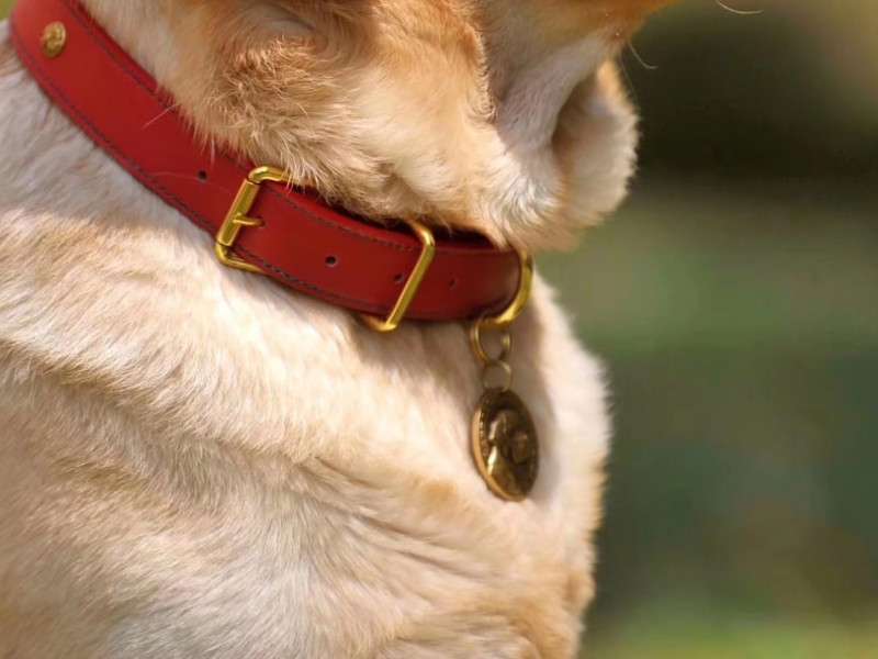 Natural Flea Collar for Dogs Reclaim Your Dog's Focus From Pests