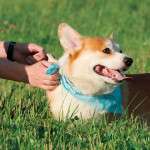 Why Your Dog Needs a Natural Flea Collar for Dogs for Better Memories