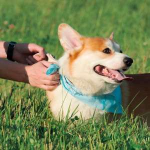 Why Your Dog Needs a Natural Flea Collar for Dogs for Better Memories