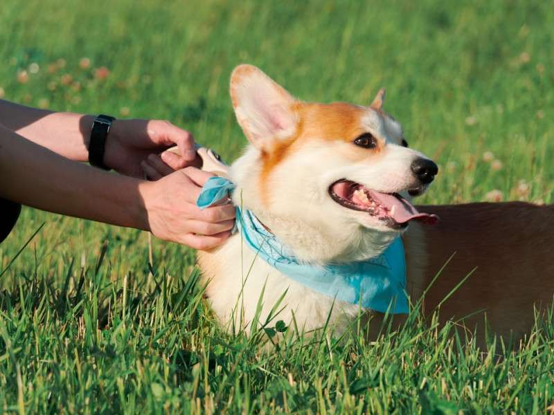 Why Your Dog Needs a Natural Flea Collar for Dogs for Better Memories